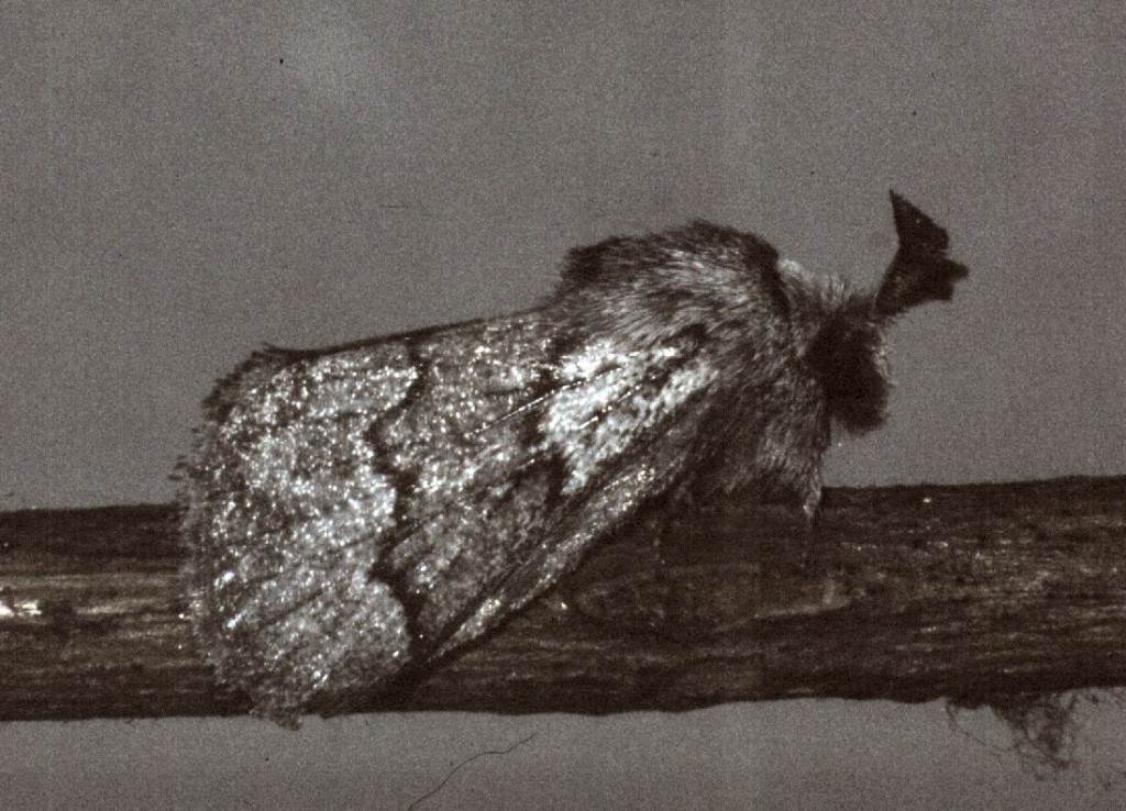Pale Eggar (Trichiura crataegi)