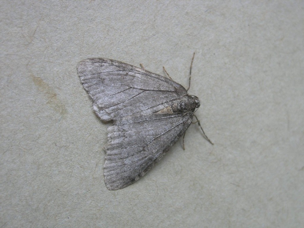 Pale November Moth (Epirrita christyi)