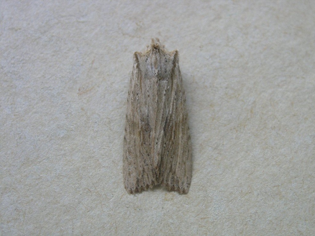 Pale Pinion (Lithophane socia)