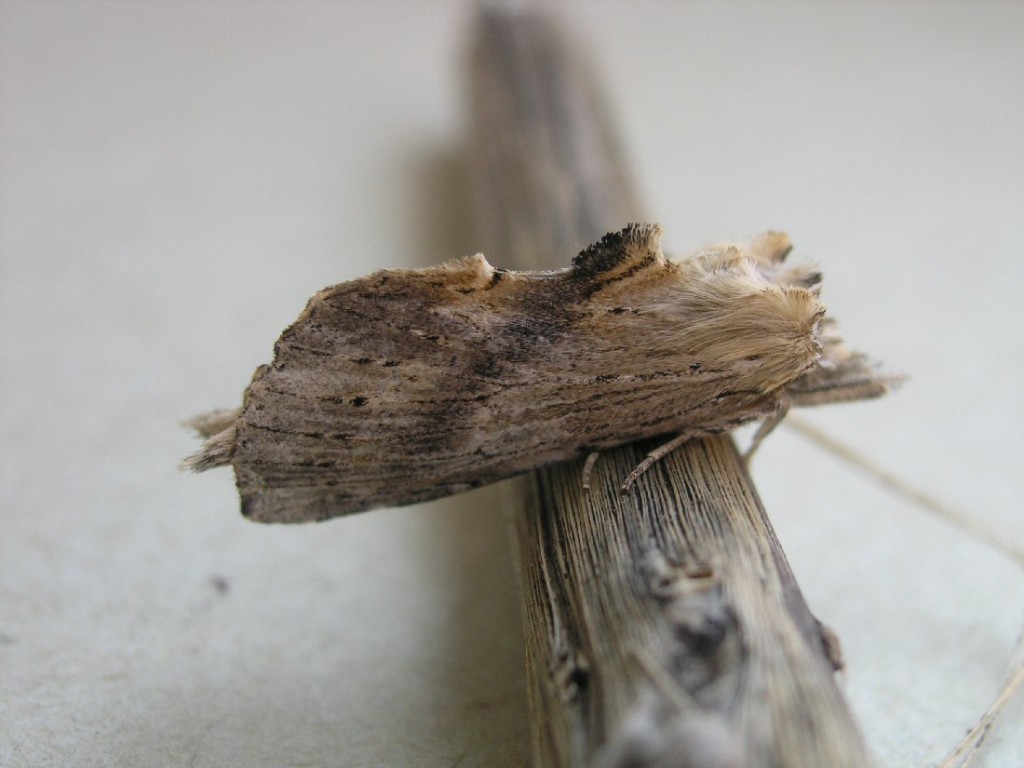 Pale Prominent (Pterostoma palpina)