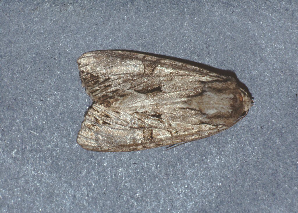 Pale Shining Brown (Polia bombycina)