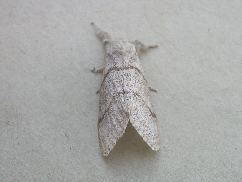 Pale Tussock (Calliteara pudibunda)