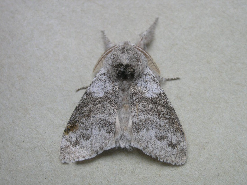 Pale Tussock (Calliteara pudibunda)