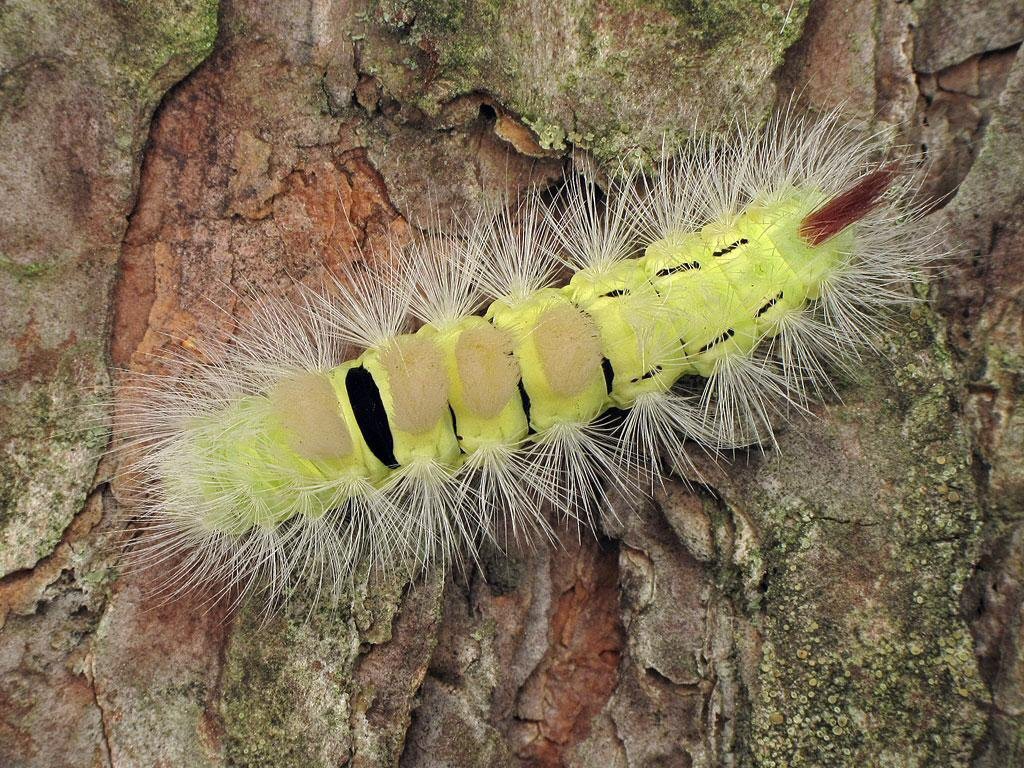 Pale Tussock (Calliteara pudibunda)