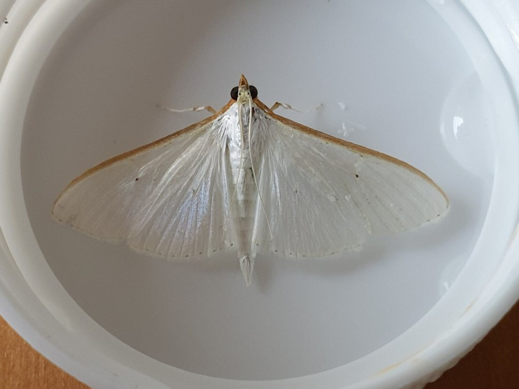 (Palpita vitrealis)