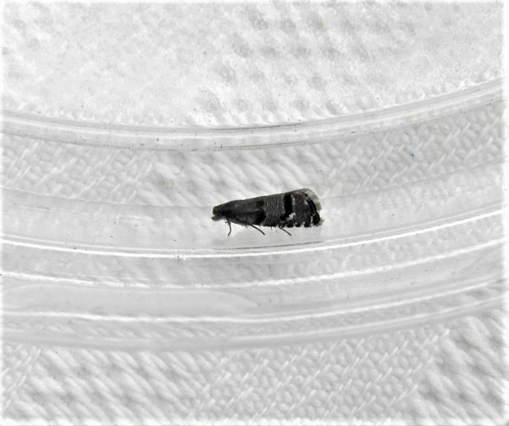 (Pammene ochsenheimeriana)