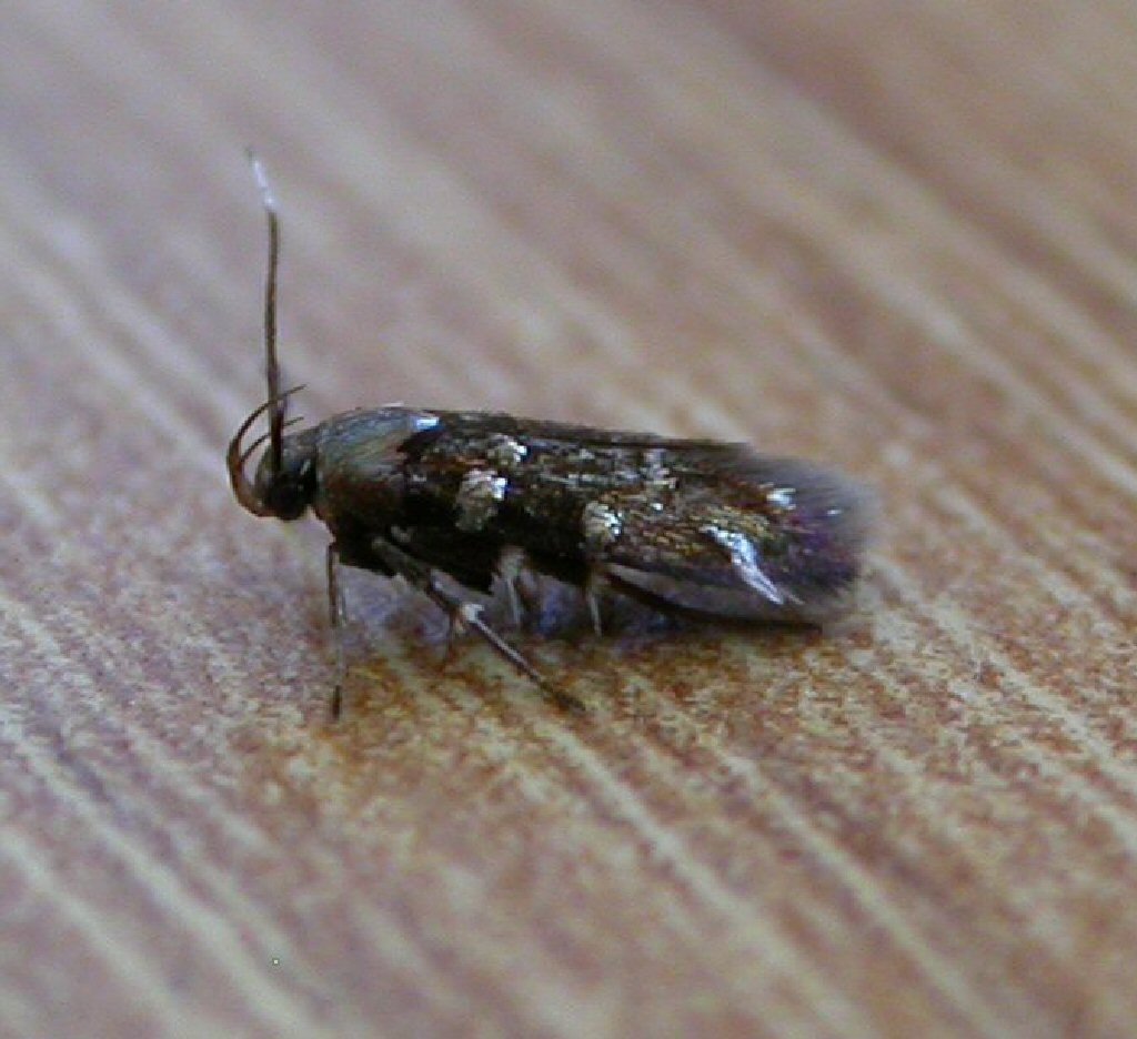 (Pancalia leuwenhoekella)