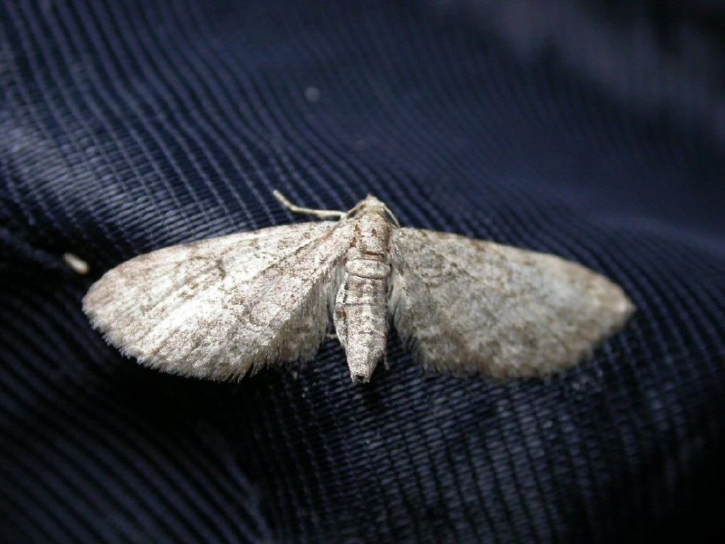 Pauper Pug (Eupithecia egenaria)