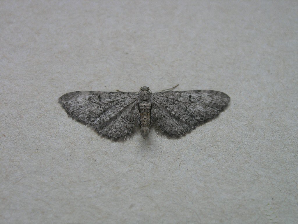 Pauper Pug (Eupithecia egenaria)