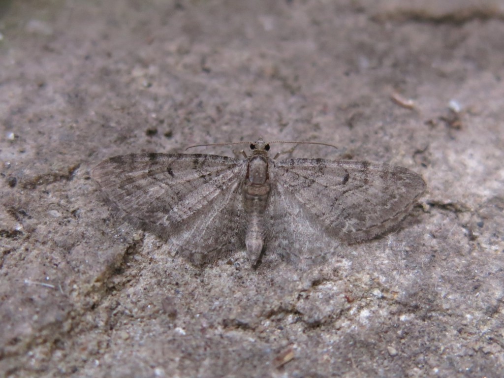 Pauper Pug (Eupithecia egenaria)