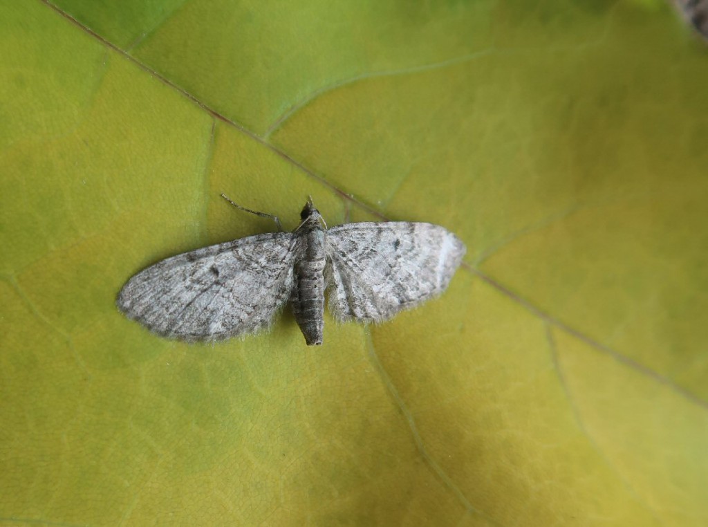 Pauper Pug (Eupithecia egenaria)