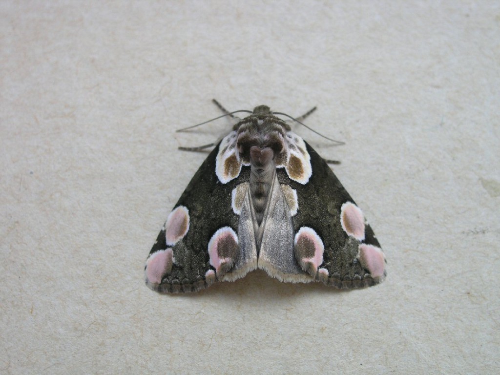 Peach Blossom (Thyatira batis)
