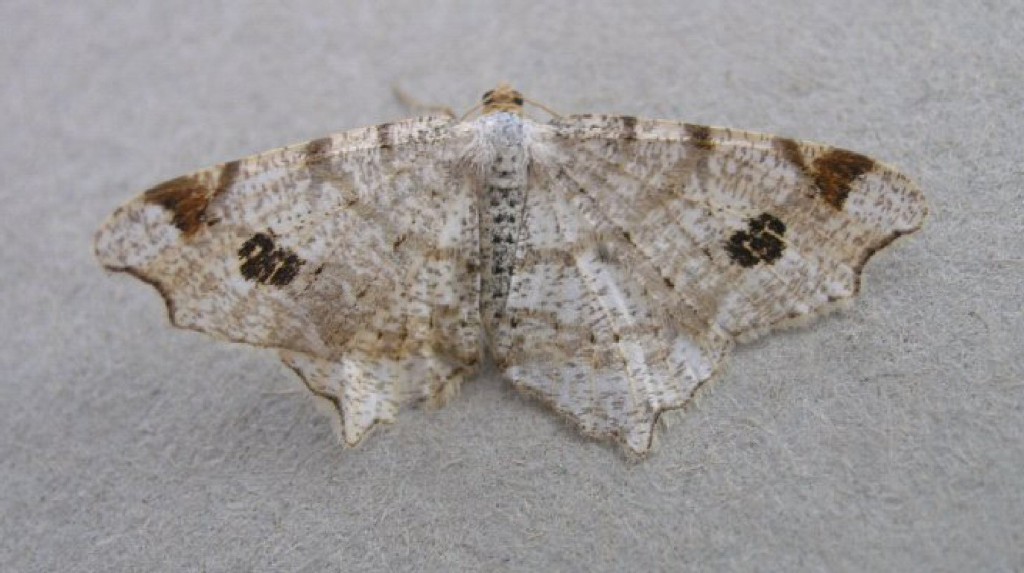 Peacock Moth (Macaria notata)