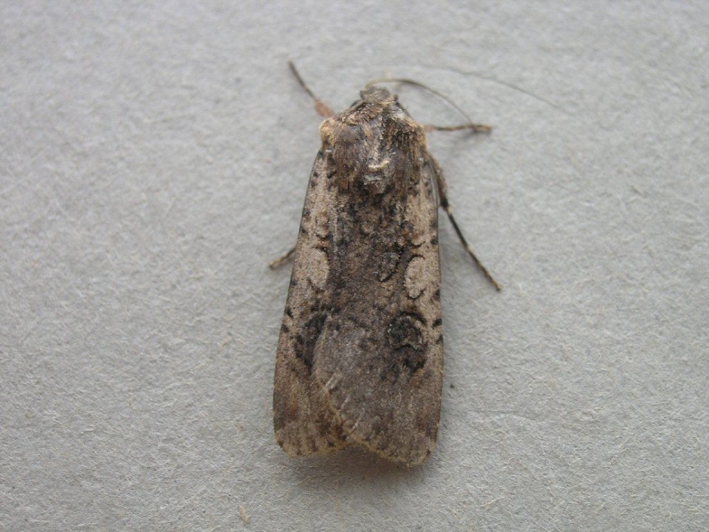 Pearly Underwing (Peridroma saucia)