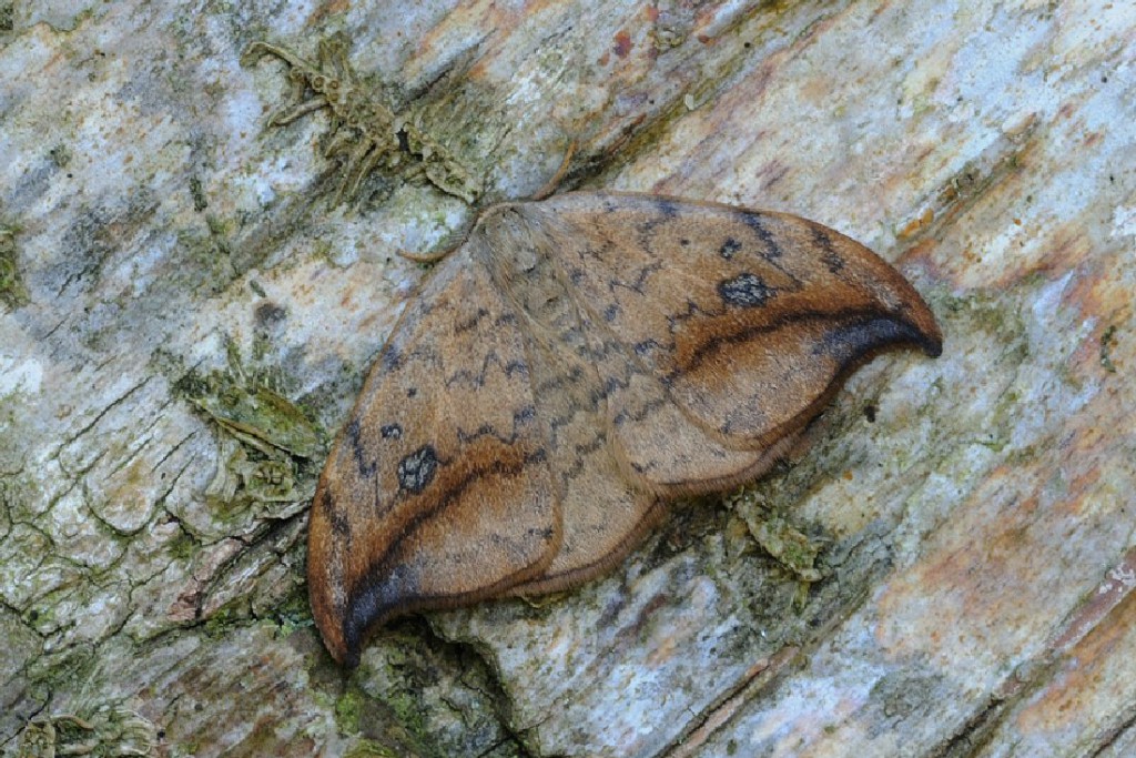 Pebble Hook-tip (Drepana falcataria)