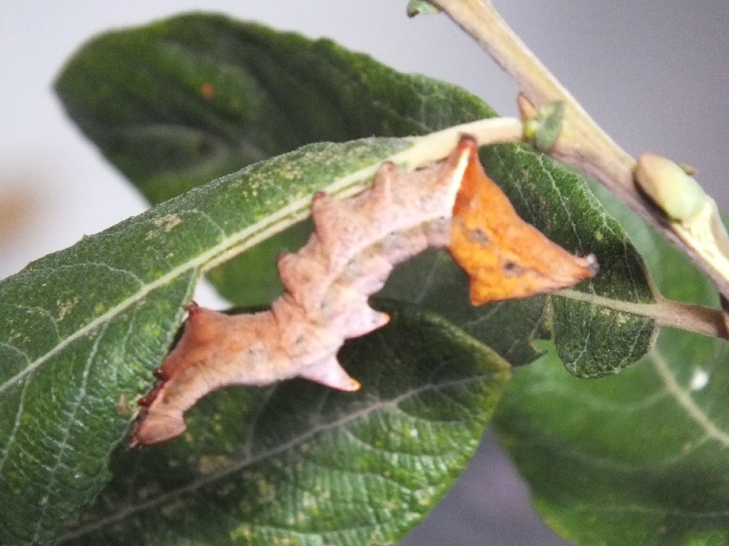 Pebble Prominent (Notodonta ziczac)