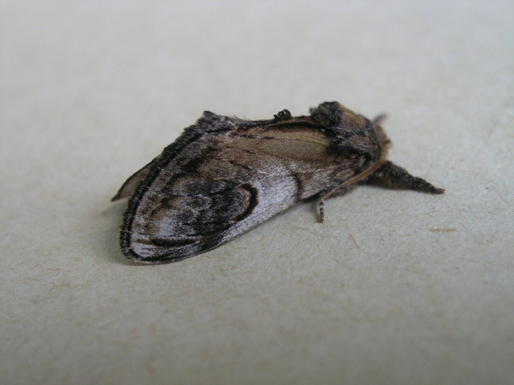 Pebble Prominent (Notodonta ziczac)