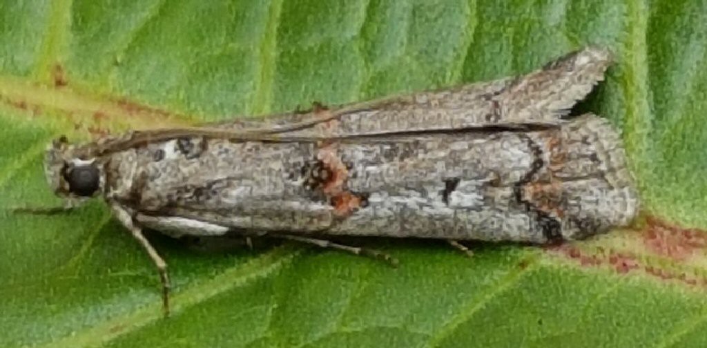 (Pempelia palumbella)