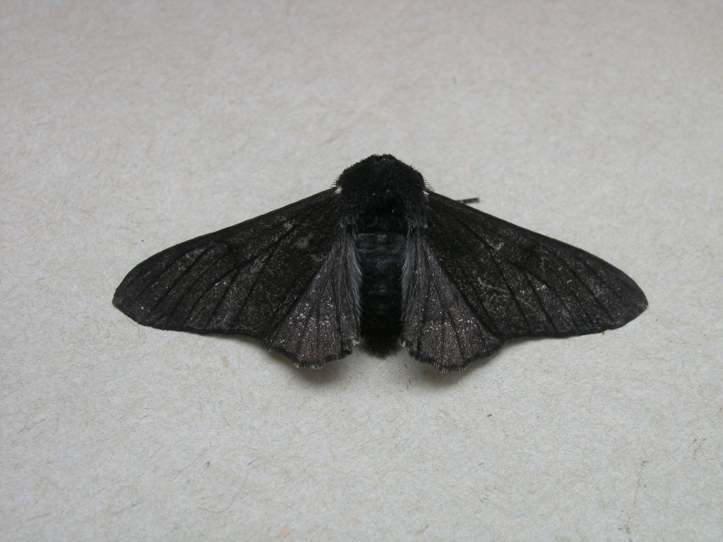Peppered Moth (Biston betularia)