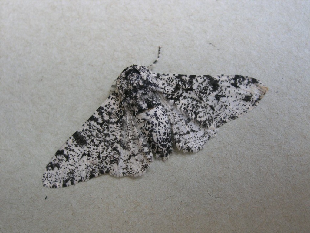 Peppered Moth (Biston betularia)