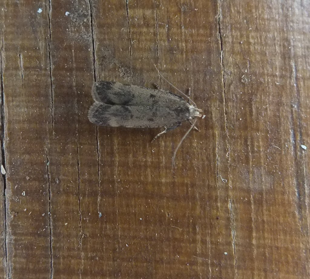 Hollyhock Seed Moth (Pexicopia malvella)