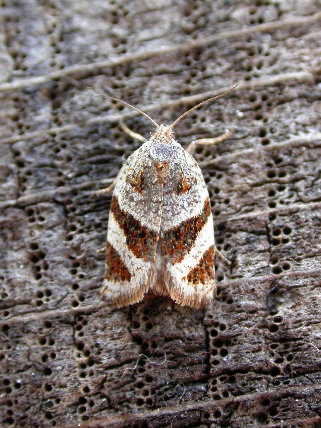 (Philedonides lunana)