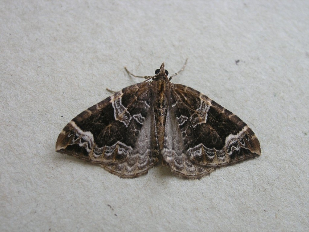 The Phoenix (Eulithis prunata)