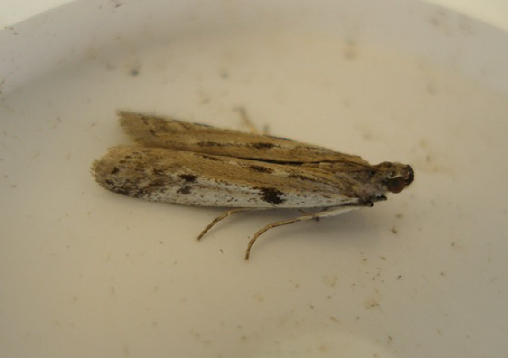 (Phycitodes binaevella)