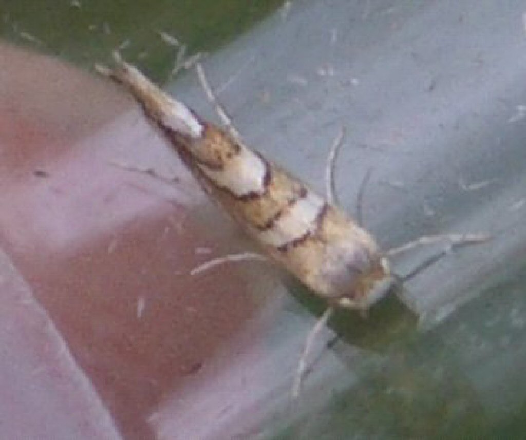 (Phyllonorycter muelleriella)