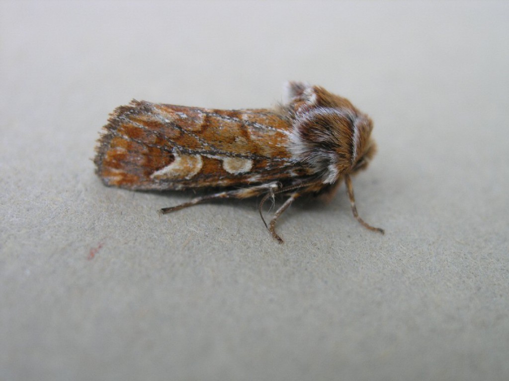 Pine Beauty (Panolis flammea)