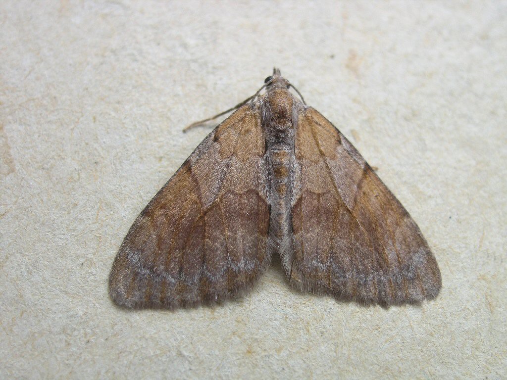 Pine Carpet (Pennithera firmata)