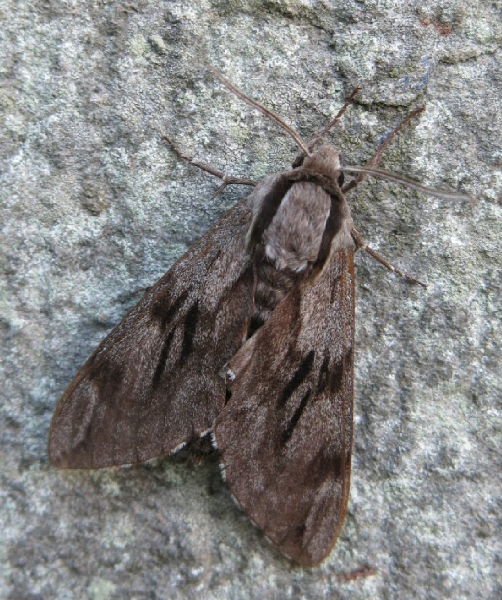 Pine Hawk-moth (Sphinx pinastri)