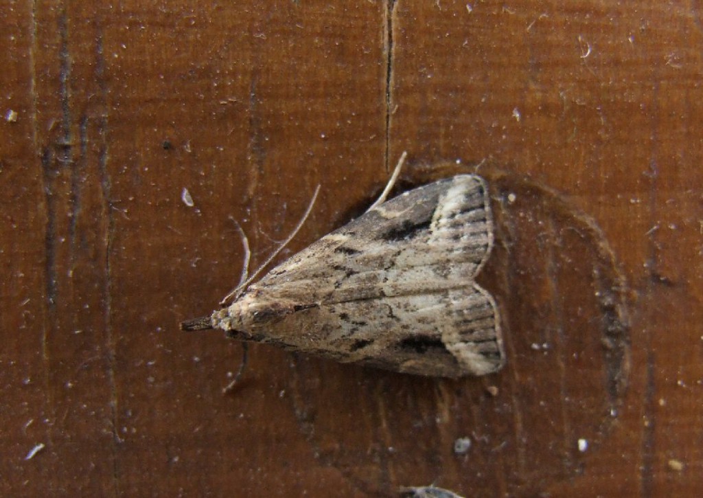 Pinion-streaked Snout (Schrankia costaestrigalis)