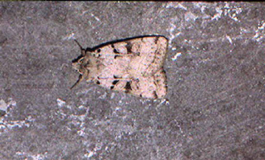 Plain Clay (Eugnorisma depuncta)