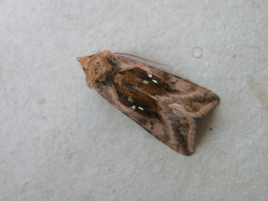 Plain Golden Y (Autographa jota)