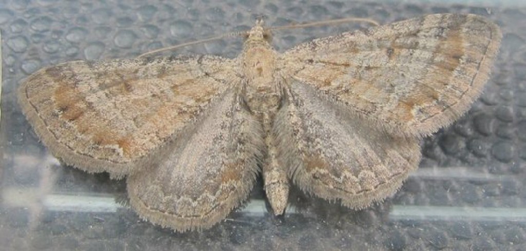 Plain Pug (Eupithecia simpliciata)