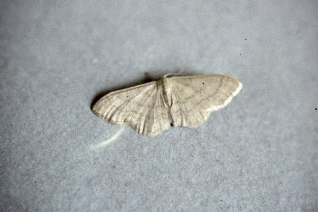 Plain Wave (Idaea straminata)