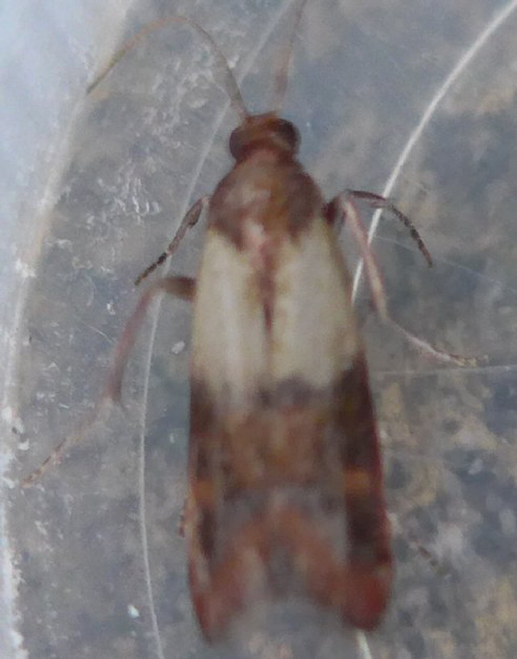 Indian Meal Moth (Plodia interpunctella)