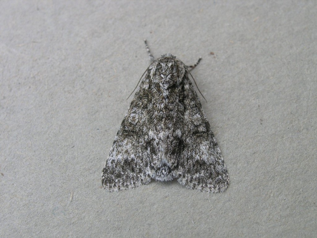 Poplar Grey (Subacronicta megacephala)