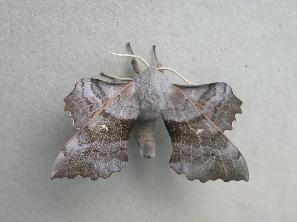 Poplar Hawk-moth (Laothoe populi)