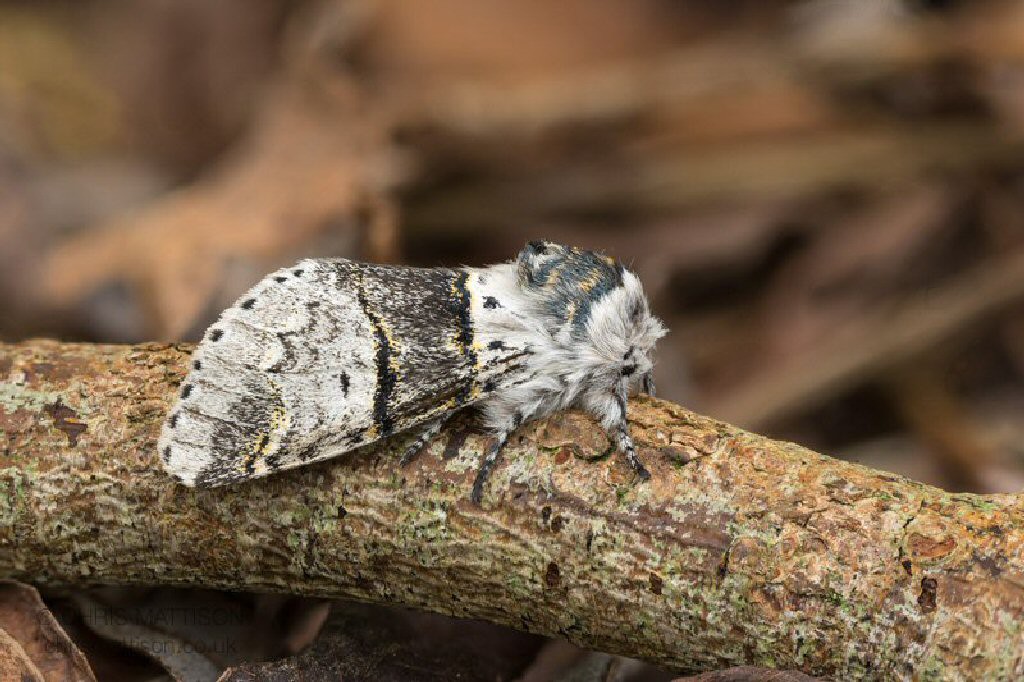 Poplar Kitten (Furcula bifida)