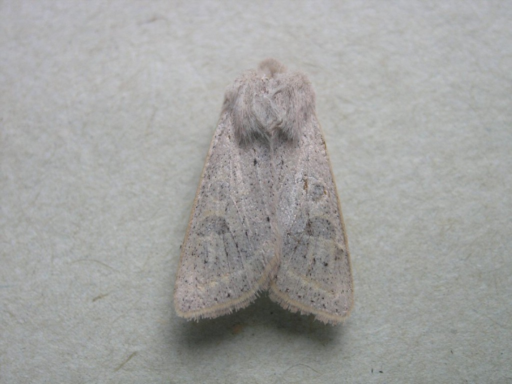 Powdered Quaker (Orthosia gracilis)