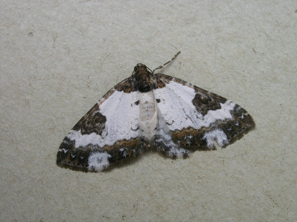 Pretty Chalk Carpet (Melanthia procellata)