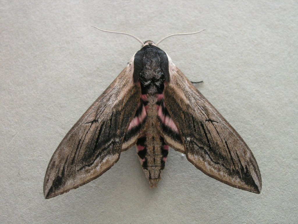Privet Hawk-moth (Sphinx ligustri)