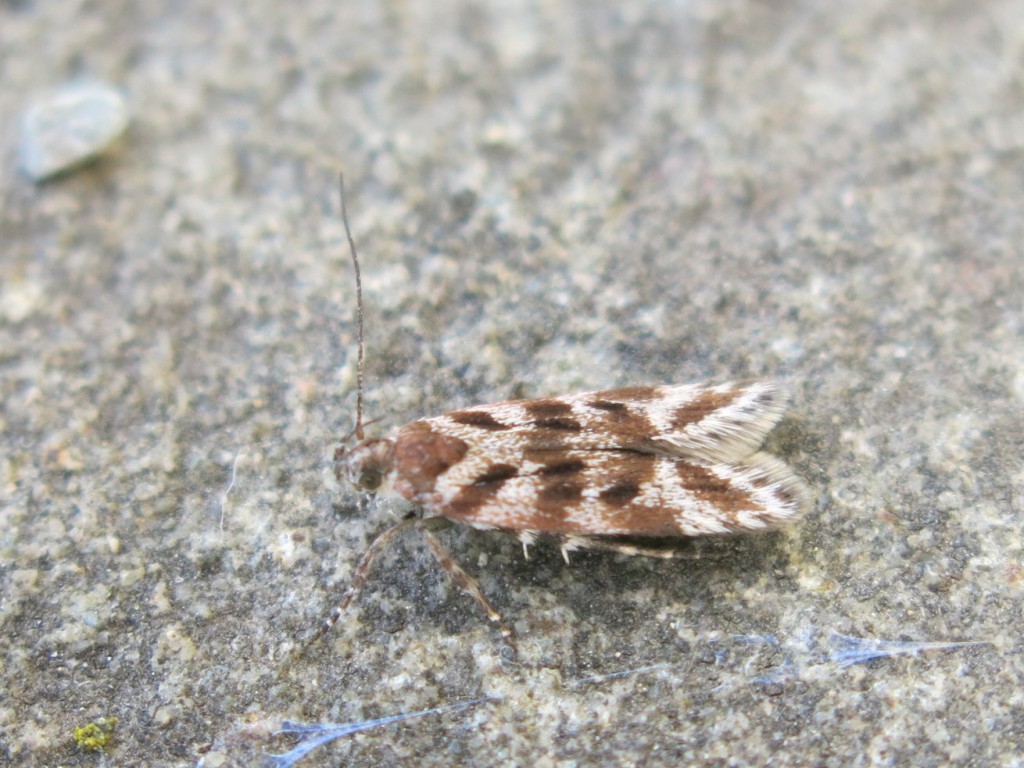 (Prolita sexpunctella)