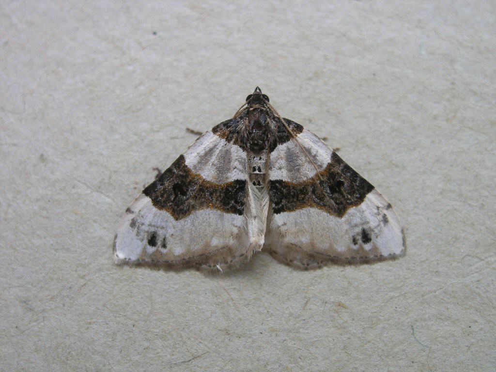 Purple Bar (Cosmorhoe ocellata)