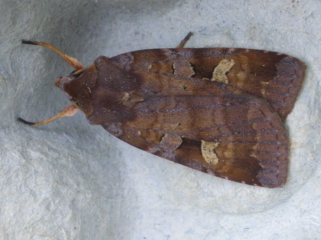 Purple Clay (Diarsia brunnea)