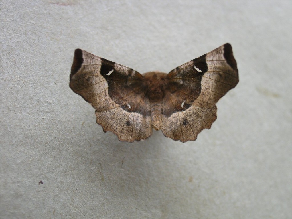 Purple Thorn (Selenia tetralunaria)