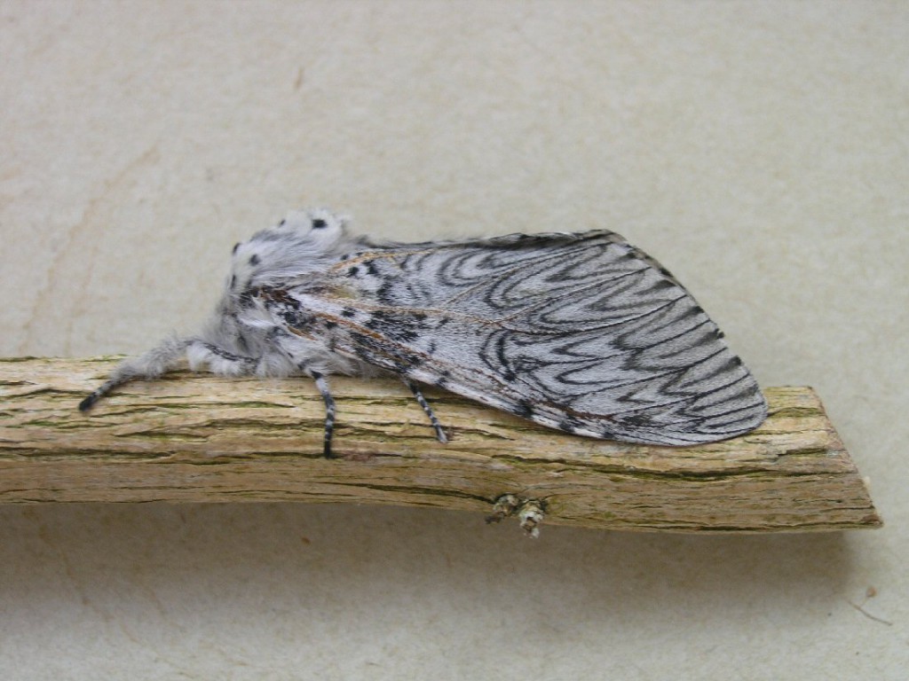 Puss Moth (Cerura vinula)