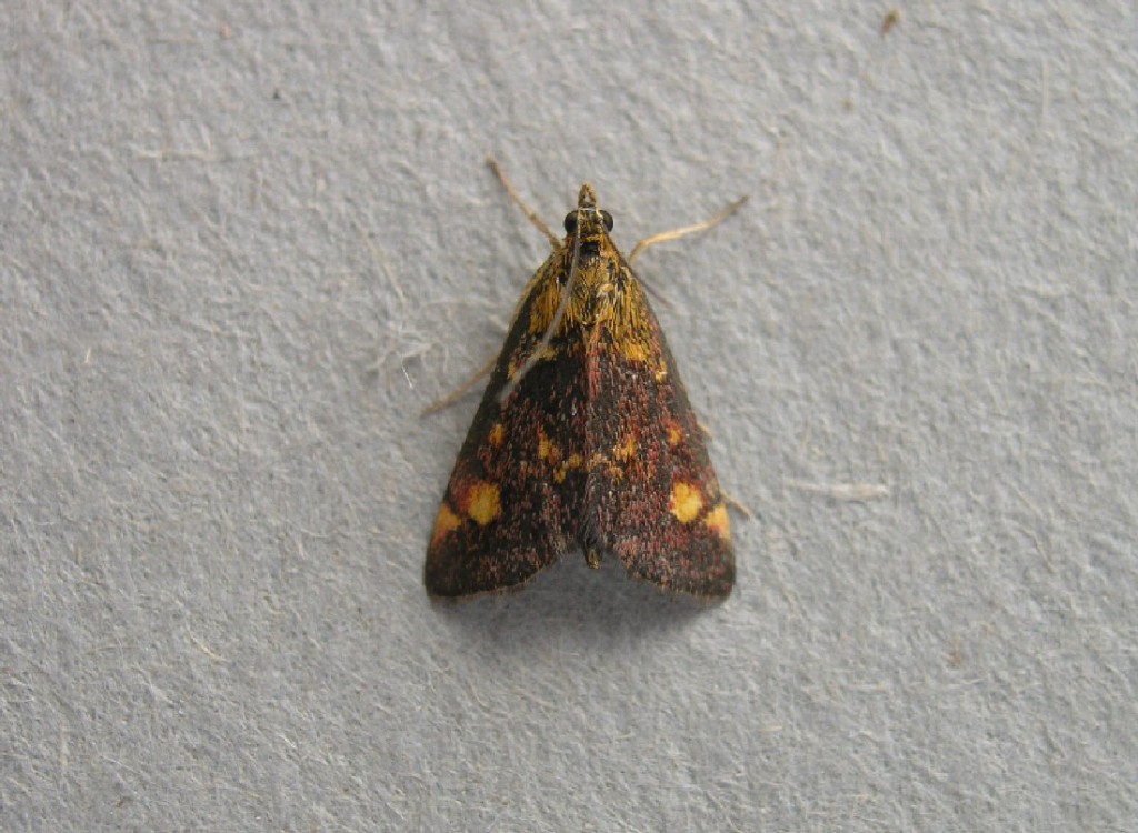 (Pyrausta aurata)